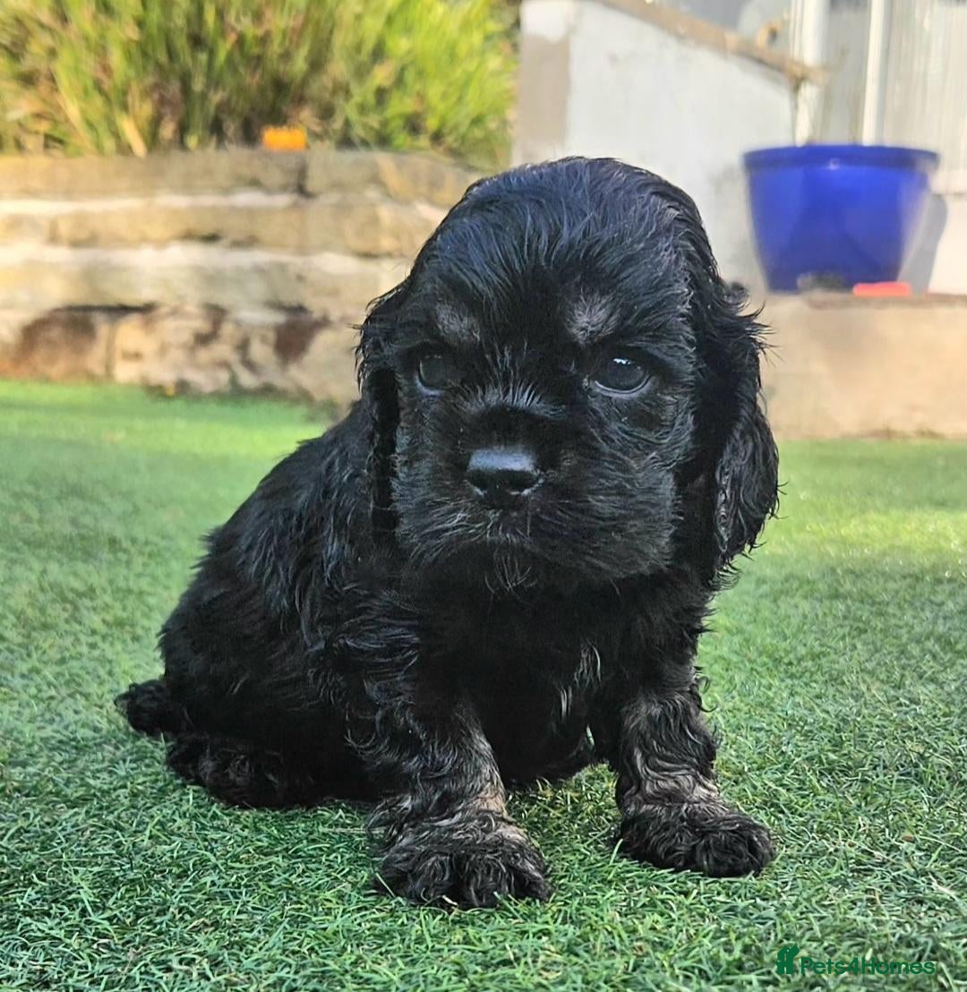 Cockapoo dogs extensively DNA tested American cockerpoo  - Advert 9
