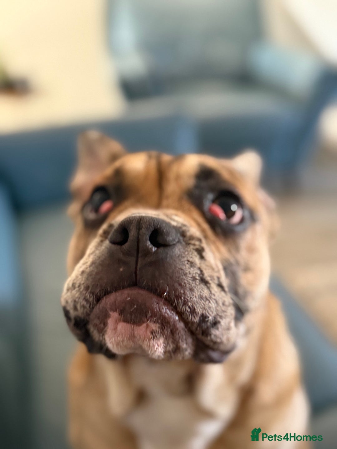 Mixed Breed dogs for sale: Derek - Image 2
