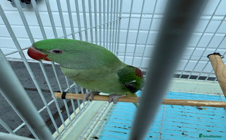 Cockatiels birds - Advert 7