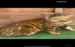 Bengal cats for sale: Amazing TICA registered girl - pregnant  - Image 1