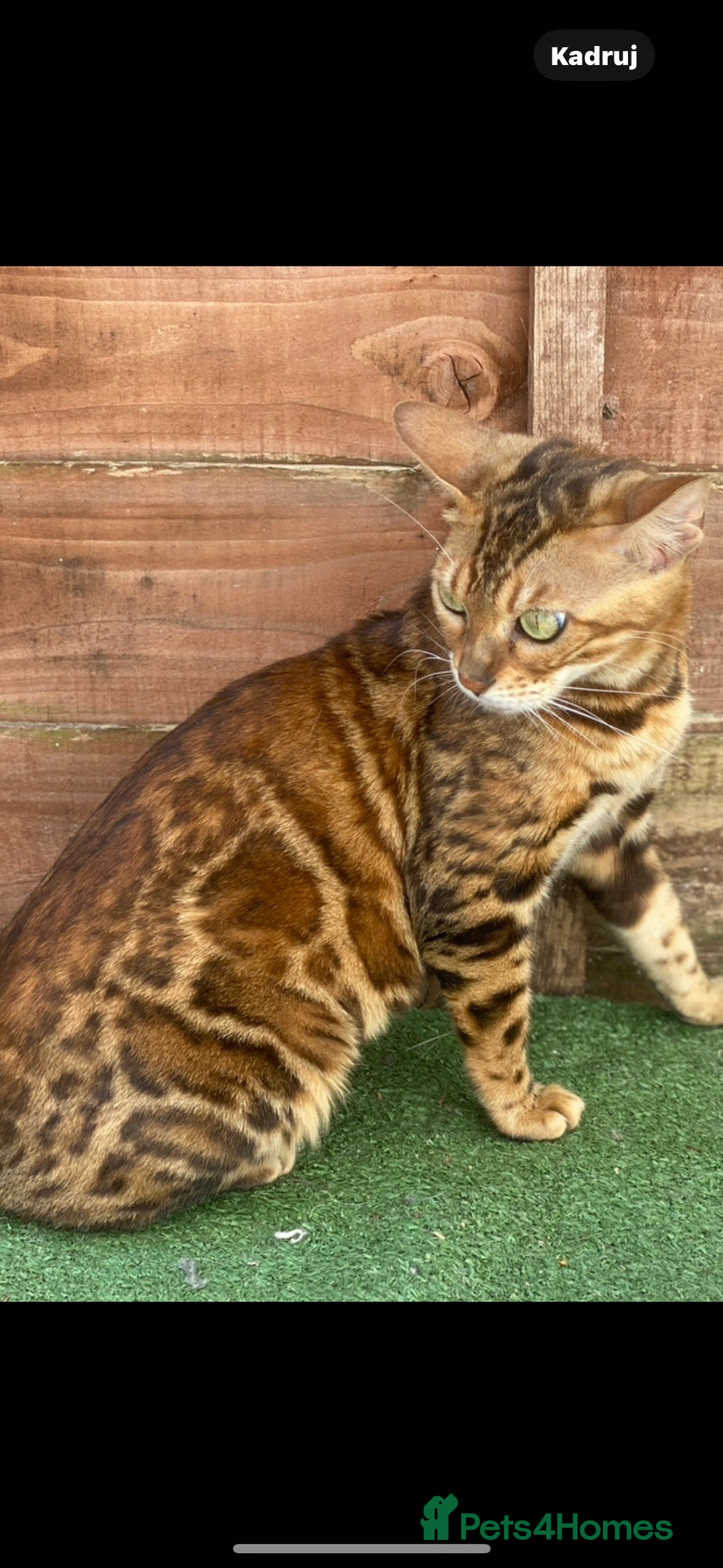 Bengal cats for sale: Amazing TICA registered girl - pregnant  - Image 1