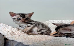 Bengal cats for sale: Female Bengal kitten available now - Image 19