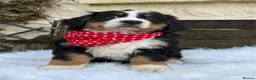 Bernese Mountain Dog dogs for sale: KC Beautiful Bernese  - Advert 6