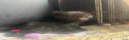 Mixed Breed cats for sale: 4 wee kittens for sale in Newry - Advert 6