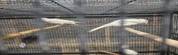 Mixed Breed birds for sale: Cannry and cage  - Advert 10