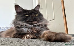 Maine Coon cats for stud: Proven GCCF & TICA Black Smoke stud in Bolton - Image 2