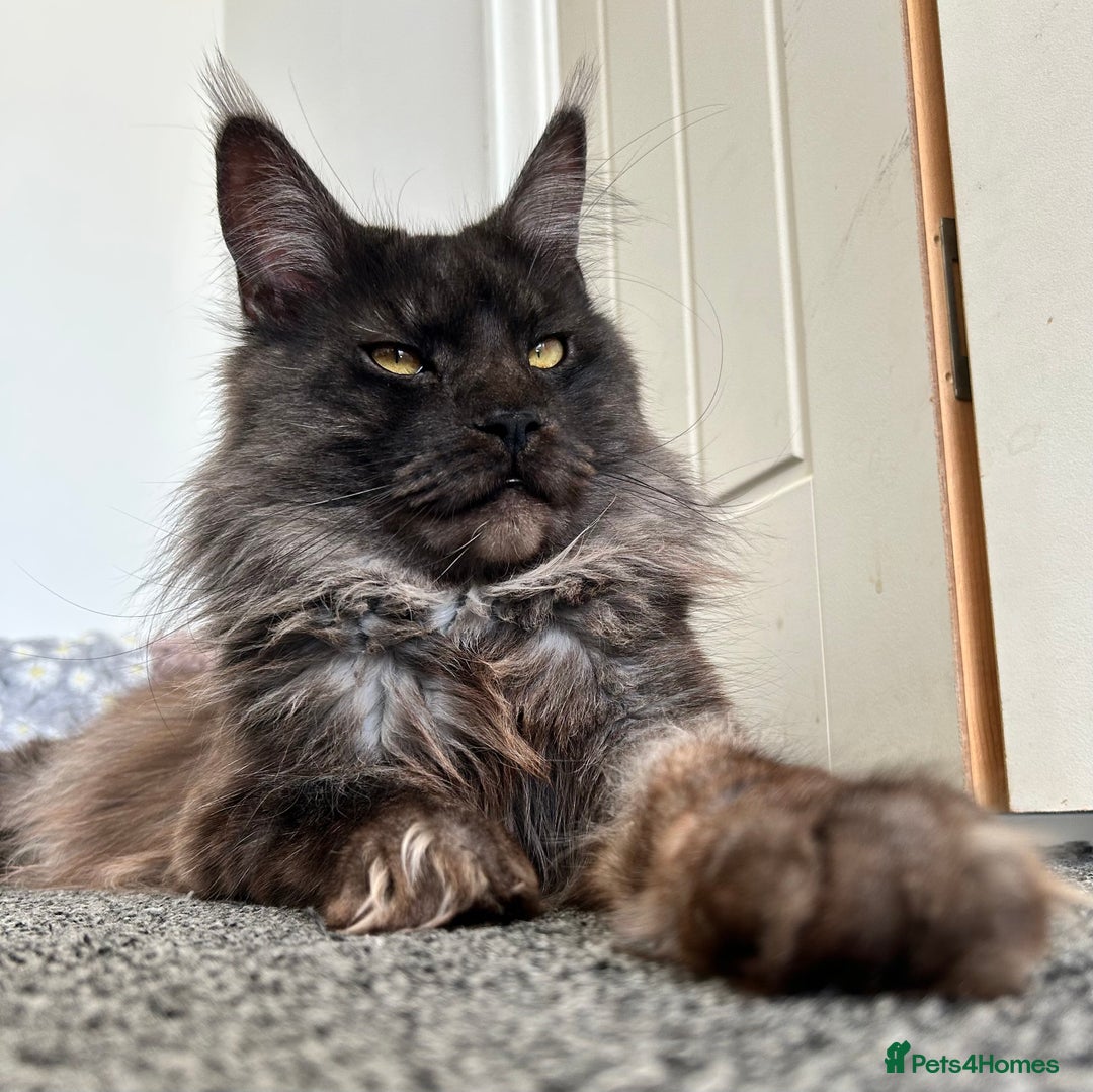 Maine Coon cats for stud: Proven GCCF & TICA Black Smoke stud in Bolton - Image 2