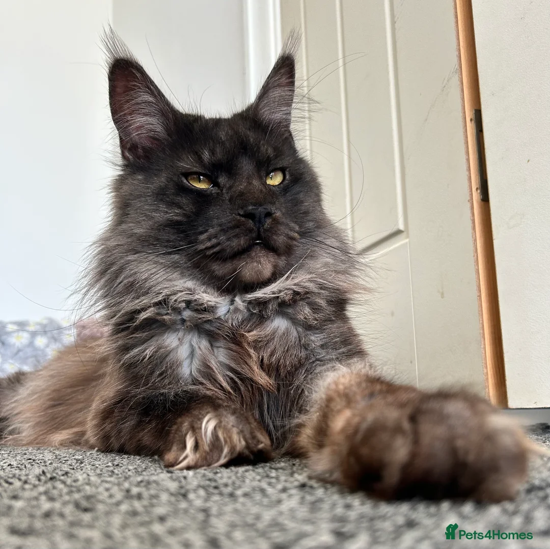 Maine Coon cats for stud: Proven GCCF & TICA Black Smoke stud in Bolton - Advert 2