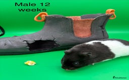 Hamster rodents for sale: Adorable baby Syrian hamsters  - Image 7