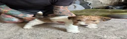 Fox Terrier dogs for sale: Pedigree Wire Haired Fox Terrier puppies for sale - Advert 21