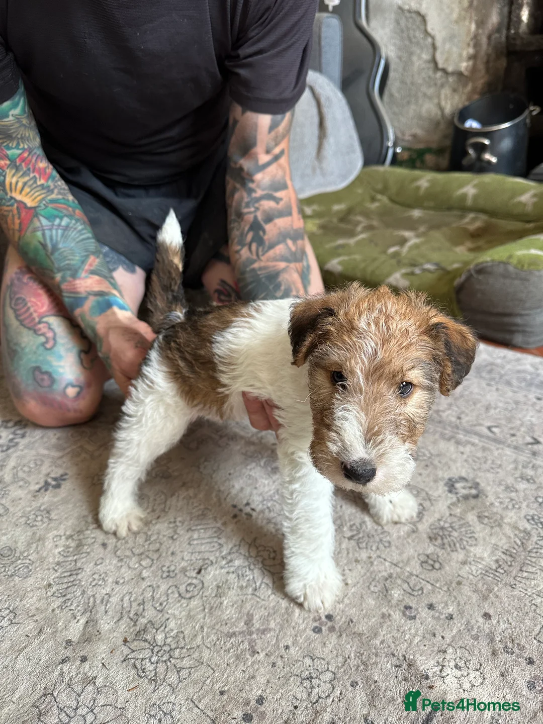 Fox Terrier dogs for sale: Pedigree Wire Haired Fox Terrier puppies for sale - Advert 21