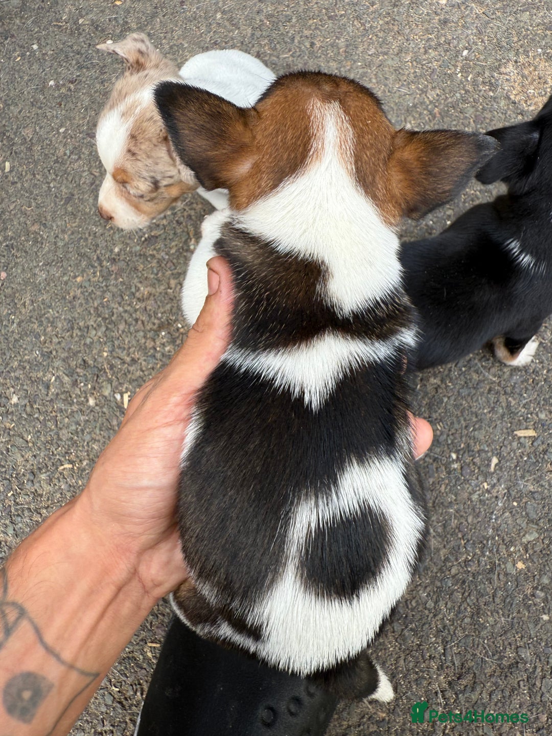 Jack Russell dogs for sale: Jack Russel Puppies For Sale  - Image 19