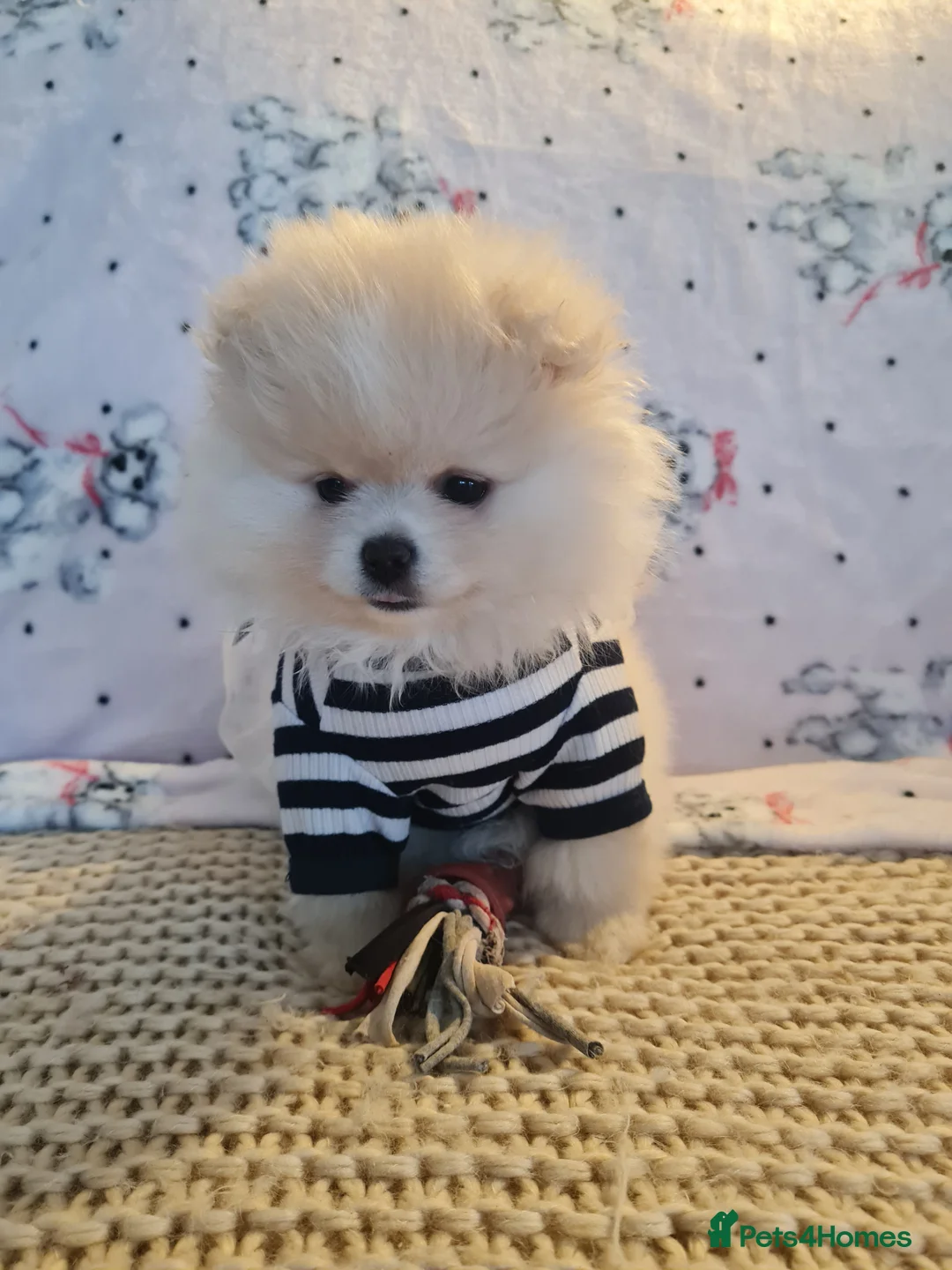 Pomeranian dogs for sale: Pomeranian Teddy bear puppies  - Advert 1