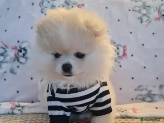 Pomeranian dogs Pomeranian Teddy bear puppies - Advert 5