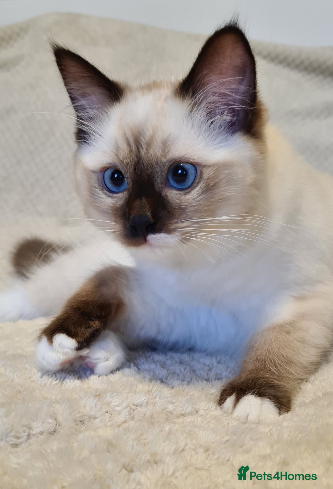 Ragdoll cats for sale: 5 Purebred Ragdolls – Loving Homes Needed - Image 16