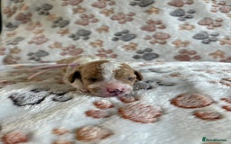 Mixed Breed dogs for sale: Adorable Cavapoochon x Cavapoo Puppies  - Image 9