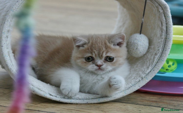 Exotic cats - Advert 2
