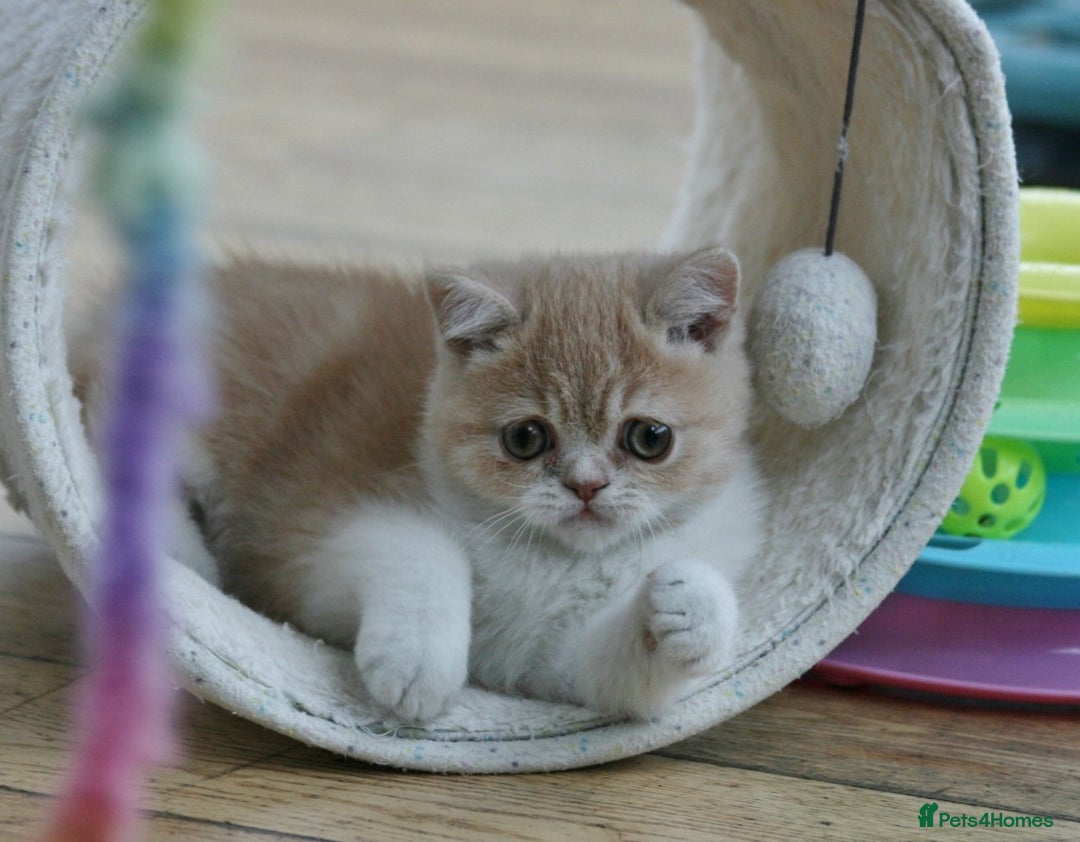 Exotic cats for sale: Exotic pedigree kittens  - Image 10