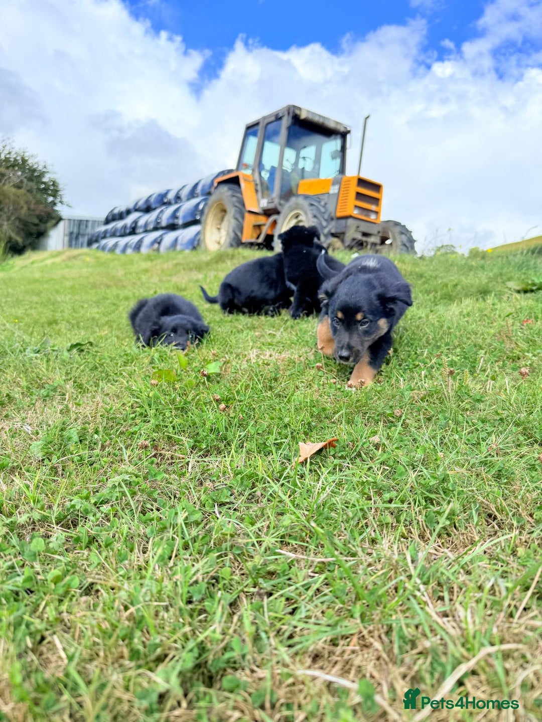 Border Collie dogs for sale: Beautiful border collie puppies  - Image 10