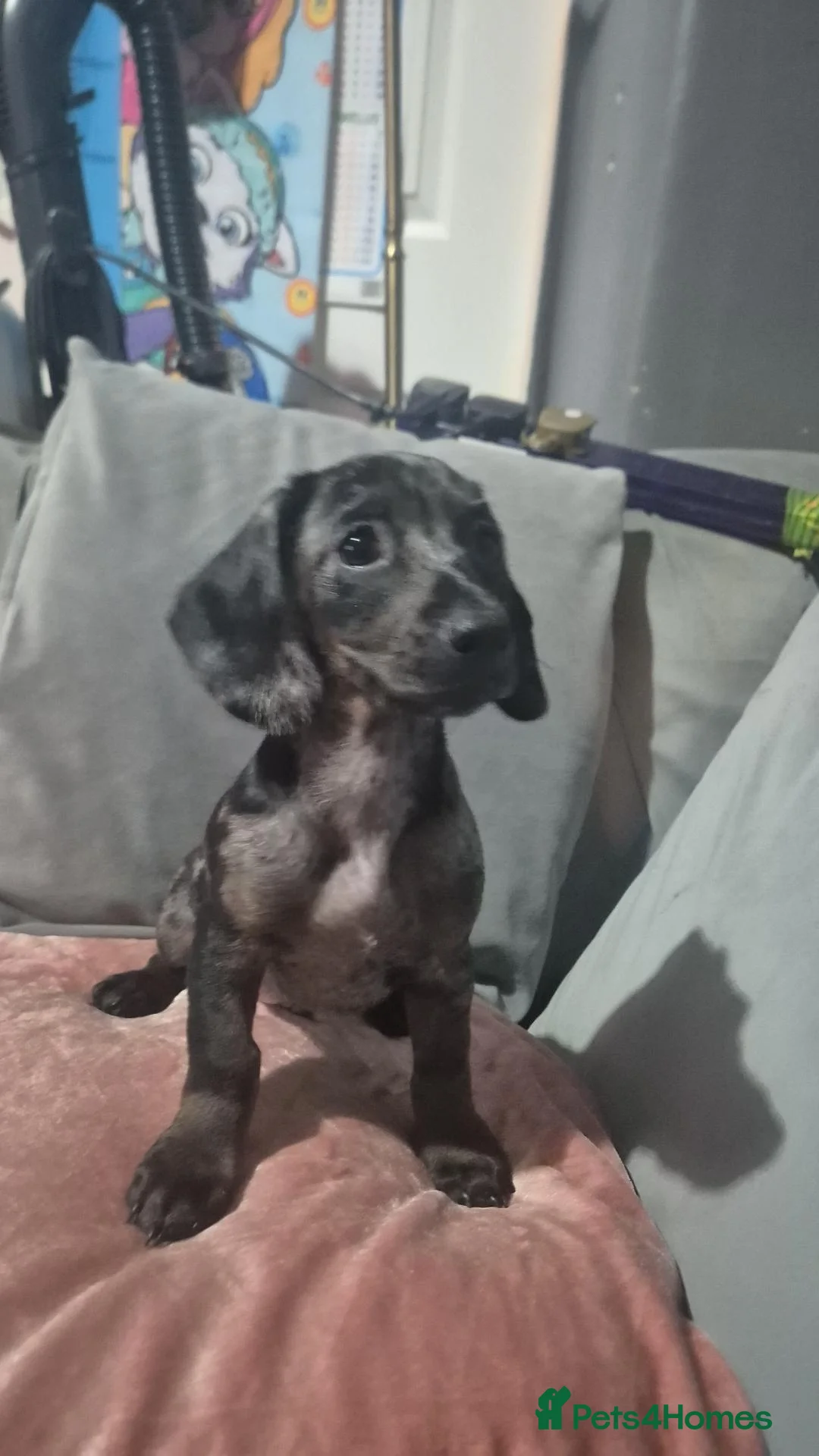 Mixed Breed dogs for sale: 🩷🩵💖💖 1 MALE 1 FEMALE DOXIEPOO PUPS 💖💖🩵🩷 - Advert 4