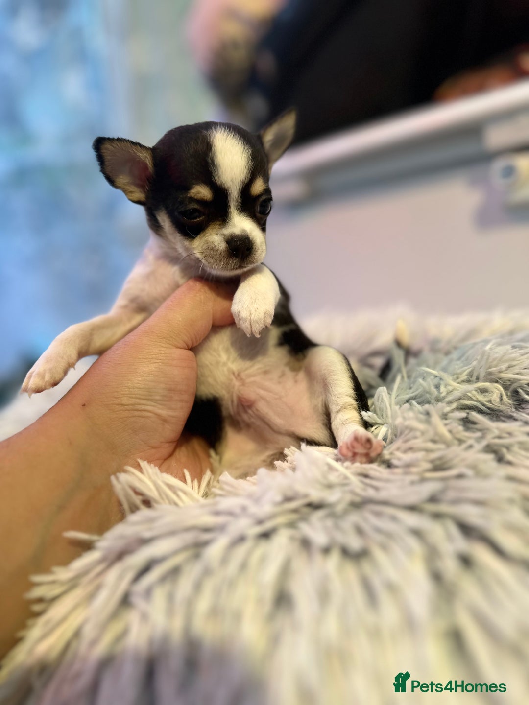 Chihuahua dogs for sale: Chihuahua  - Image 13