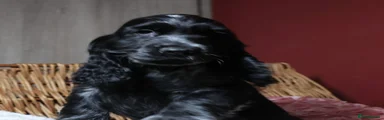 Cocker Spaniel 2