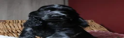 Cocker Spaniel dogs for sale: Extensively Health tested Parents & UNIQUE colours - Advert 19