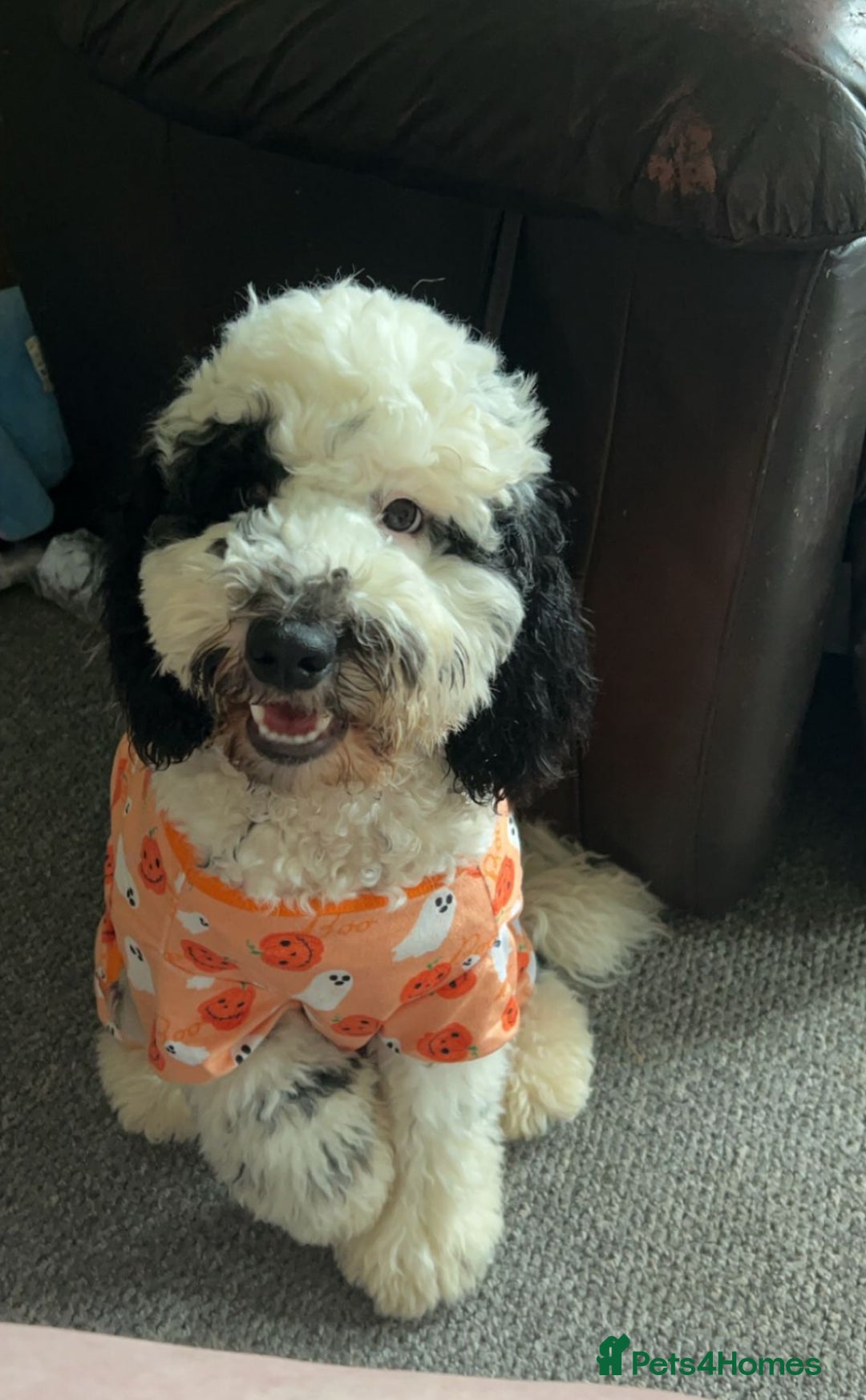 Cockapoo dogs for sale: Milo  - Image 13