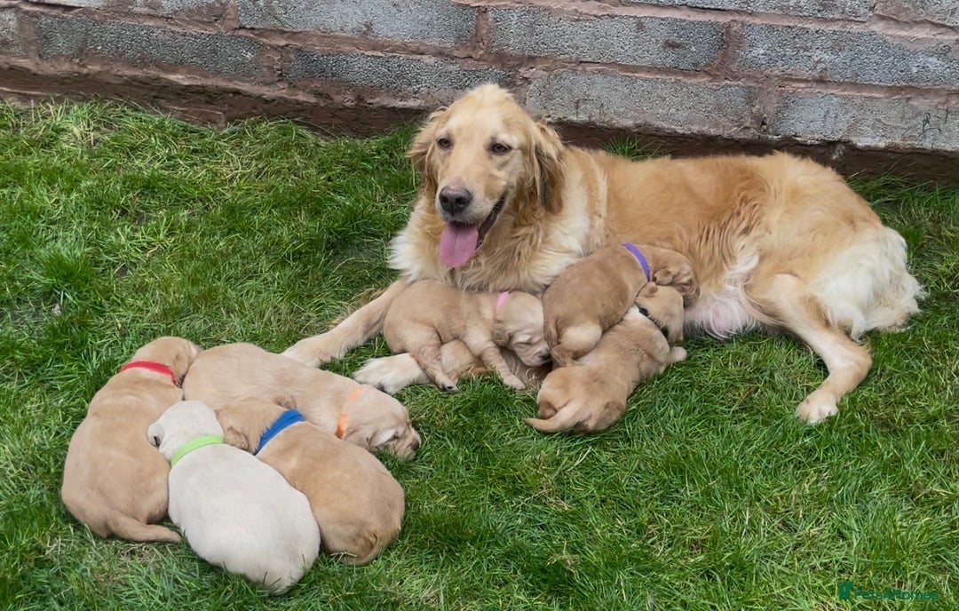 Golden Retriever dogs for sale: OUTSTANDING PEDIGREE GOLDEN RETRIVER PUPPIES KC - Image 15