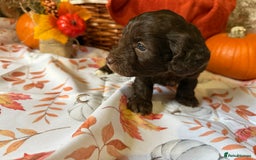 Cockapoo dogs for sale: F1 Cockapoos  - Image 13
