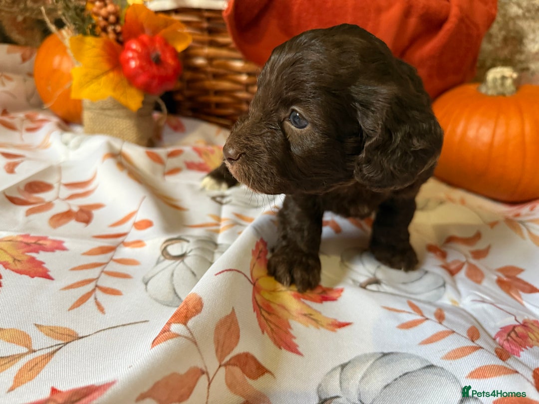 Cockapoo dogs for sale: F1 Cockapoos  - Image 13