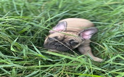 French Bulldog dogs for sale: KcFrenchiePup-HealthTestedParents-Lastone-Readynow in Derby - Image 4