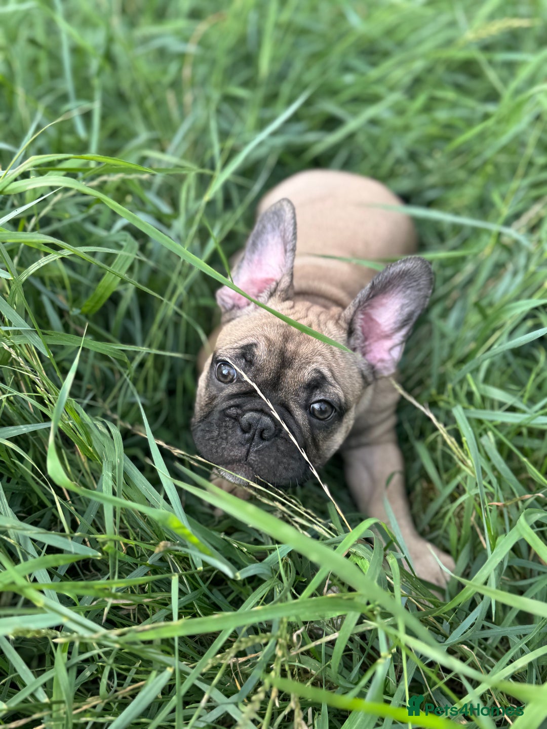 French Bulldog dogs for sale: KcFrenchiePup-HealthTestedParents-Lastone-Readynow in Derby - Image 4