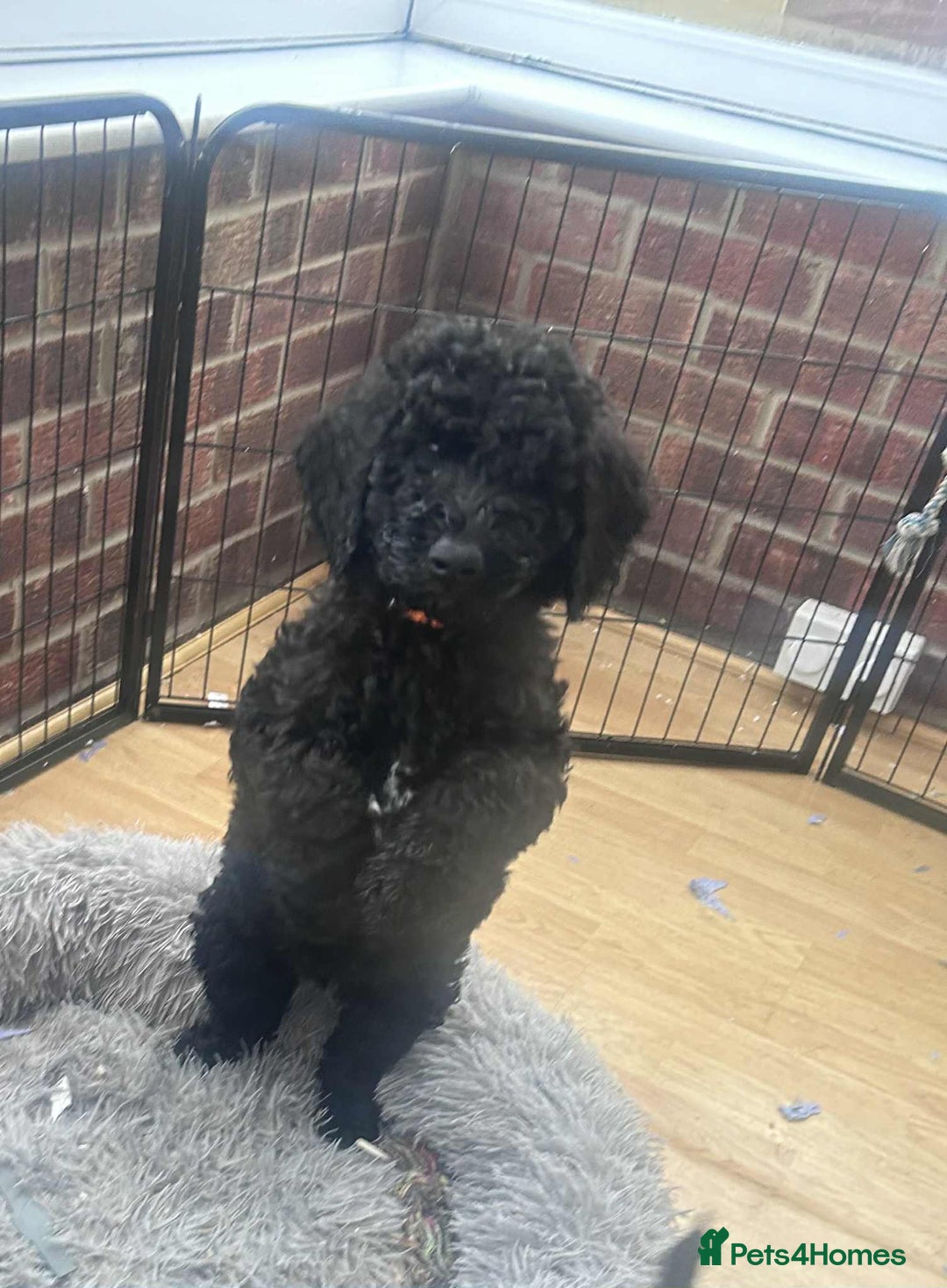 Labradoodle dogs for sale: Beautiful F1B Labradoodle Puppies, Ready now - Advert 15