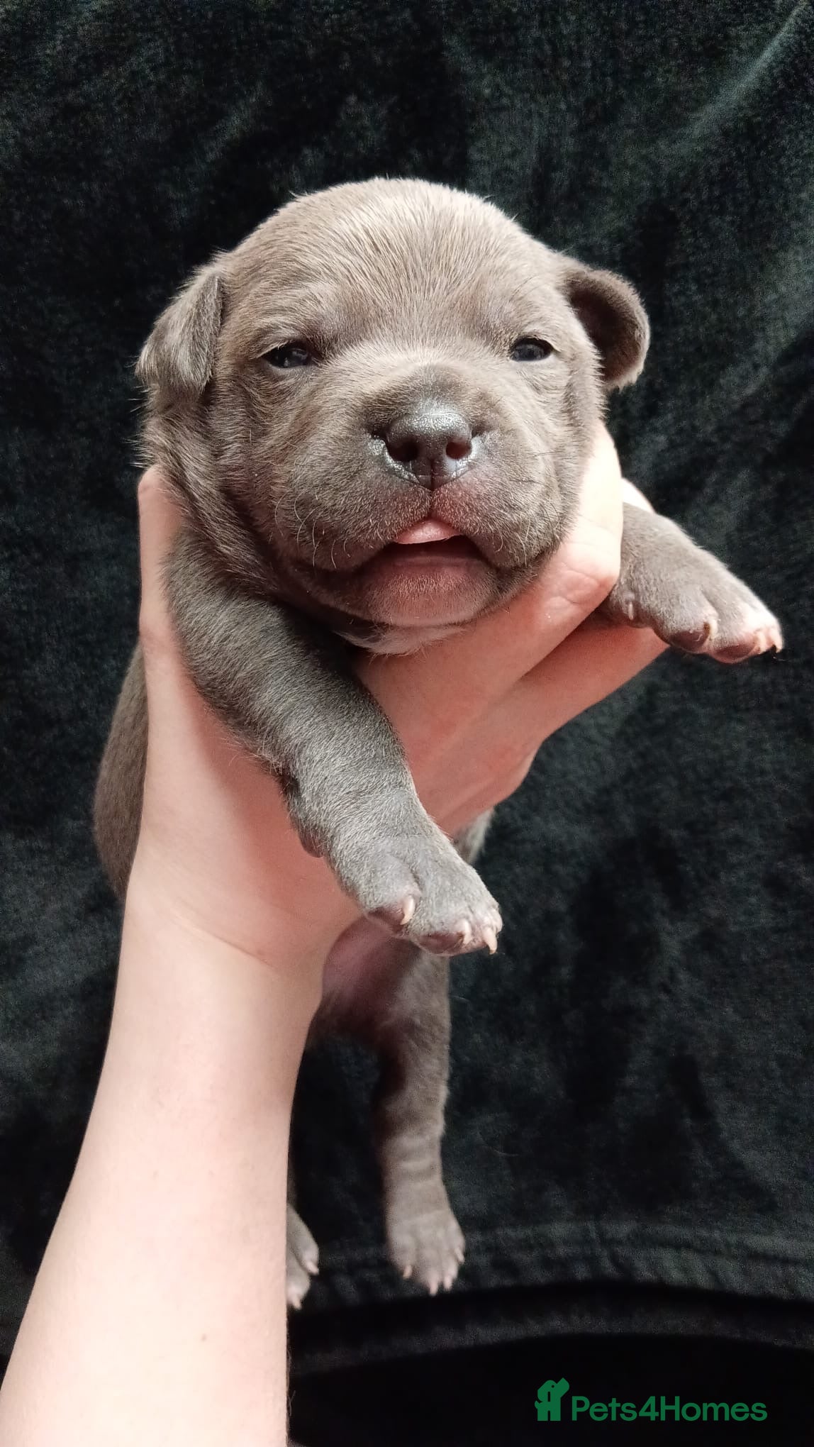 Staffordshire Bull Terrier dogs 🐾4 left 🐾 Blue Staffordshire bull terrier pups - Advert 13