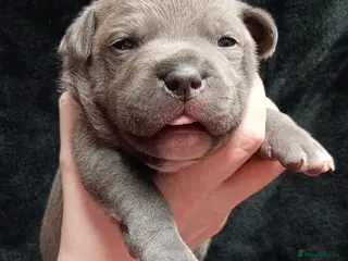 Staffordshire Bull Terrier dogs 🐾4 left 🐾 Blue Staffordshire bull terrier pups - Advert 13