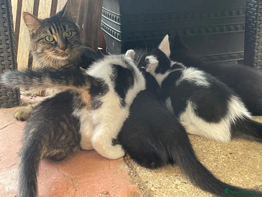 British Shorthair cats for sale: Kittens  - Advert 1