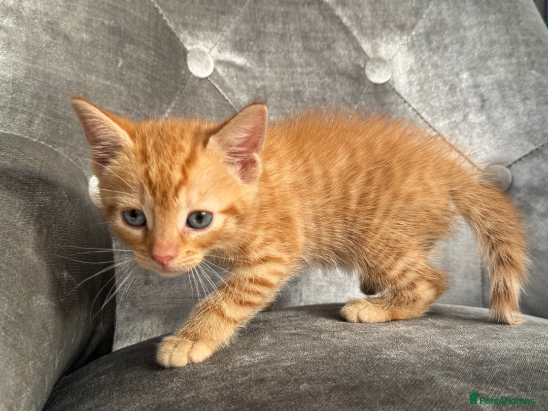 Mixed Breed cats for sale: 6 weeks old kittens - Image 2