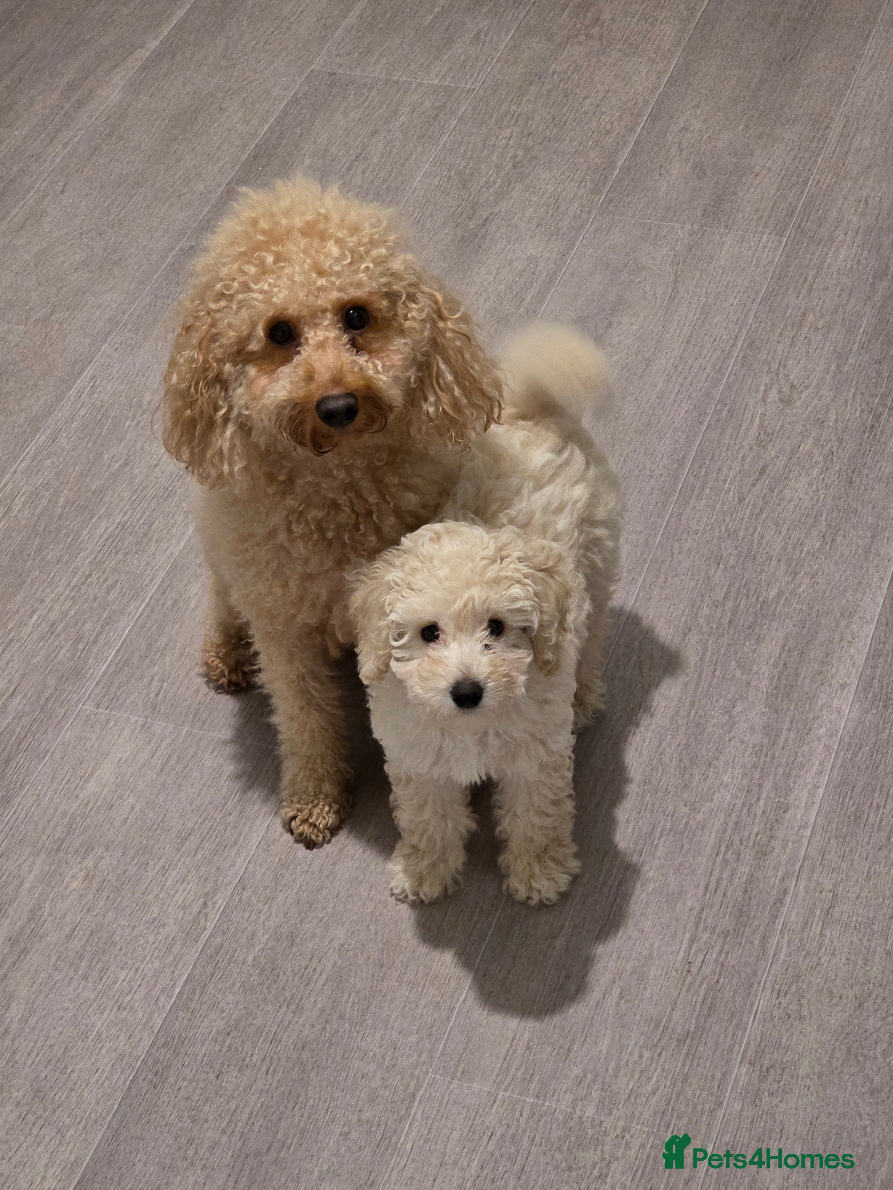 Toy Poodle dogs One white male puppy left  - Advert 15