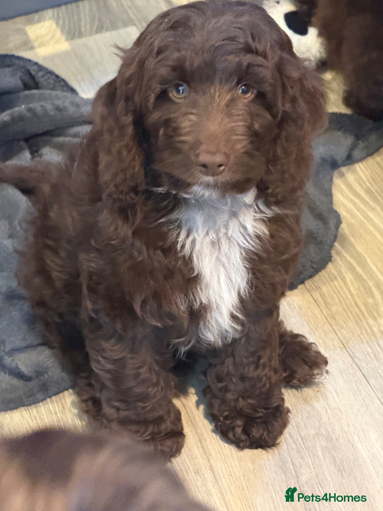 Cockapoo dogs F1 Show Cockapoo’s ready now - Advert 1