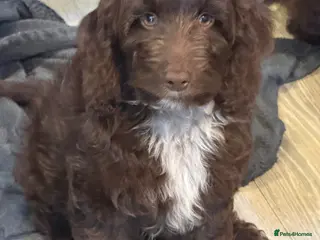 Cockapoo dogs F1 Show Cockapoo’s ready now - Advert 1