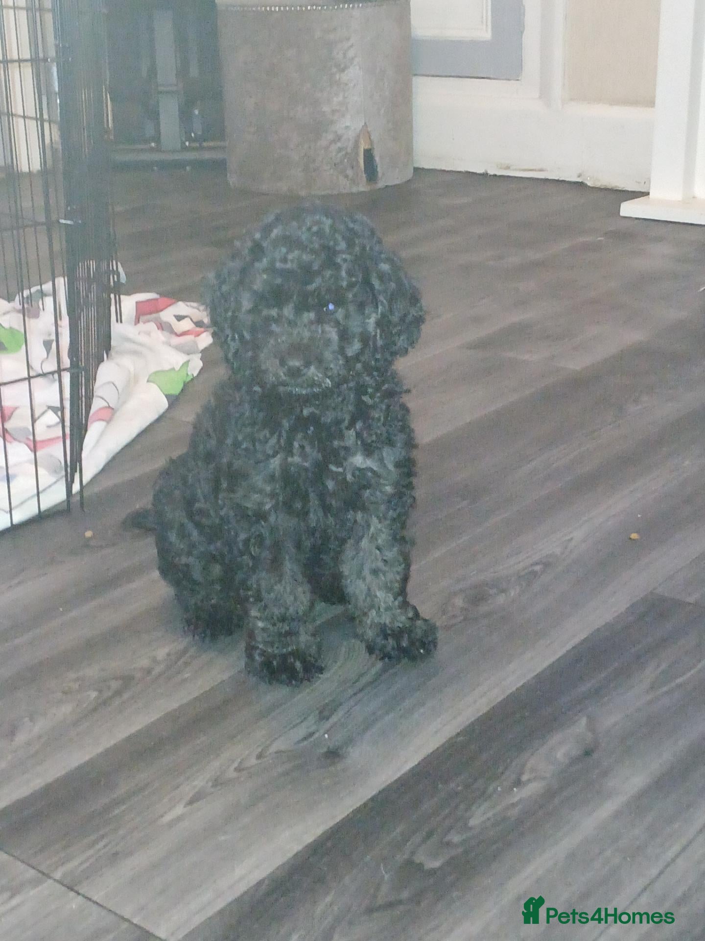Sheepadoodle dogs F1b mini sheepadoodles  - Advert 2