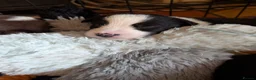 Border Collie dogs for sale: Traditional border collie pups. One boy ready now - Advert 9