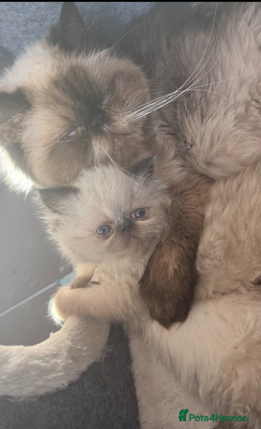 Persian cats for sale: Persian Kittens looking for a new home. - Advert 2