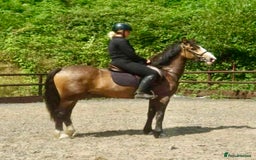 Irish Cob horses for sale: Freddie - A young dun firm favourite  - Image 1