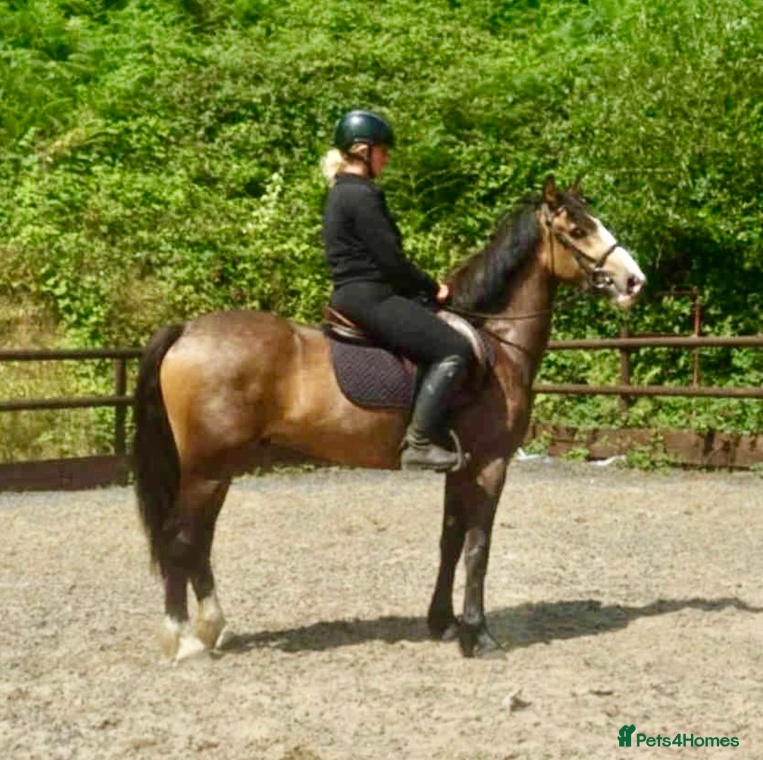 Irish Cob horses for sale: Freddie - A young dun firm favourite  - Image 1