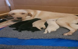 Labrador Retriever dogs for sale: Labrador puppies  - Image 15