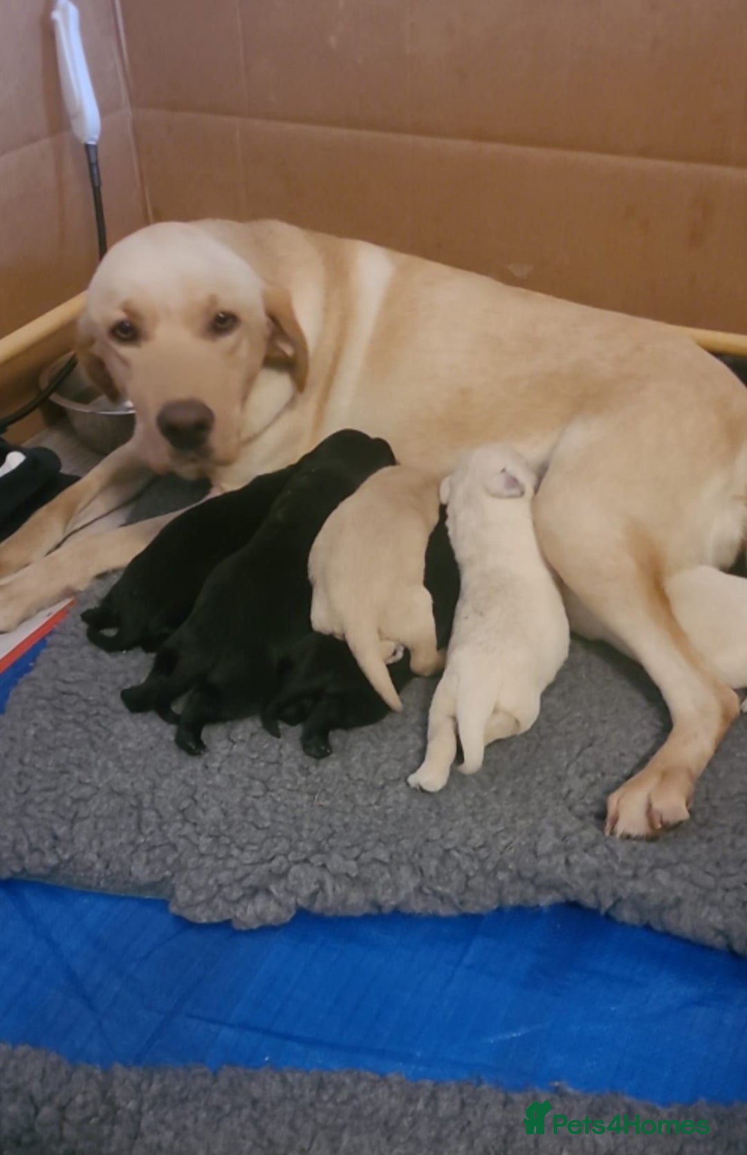 Labrador Retriever dogs for sale: Labrador puppies  - Image 15