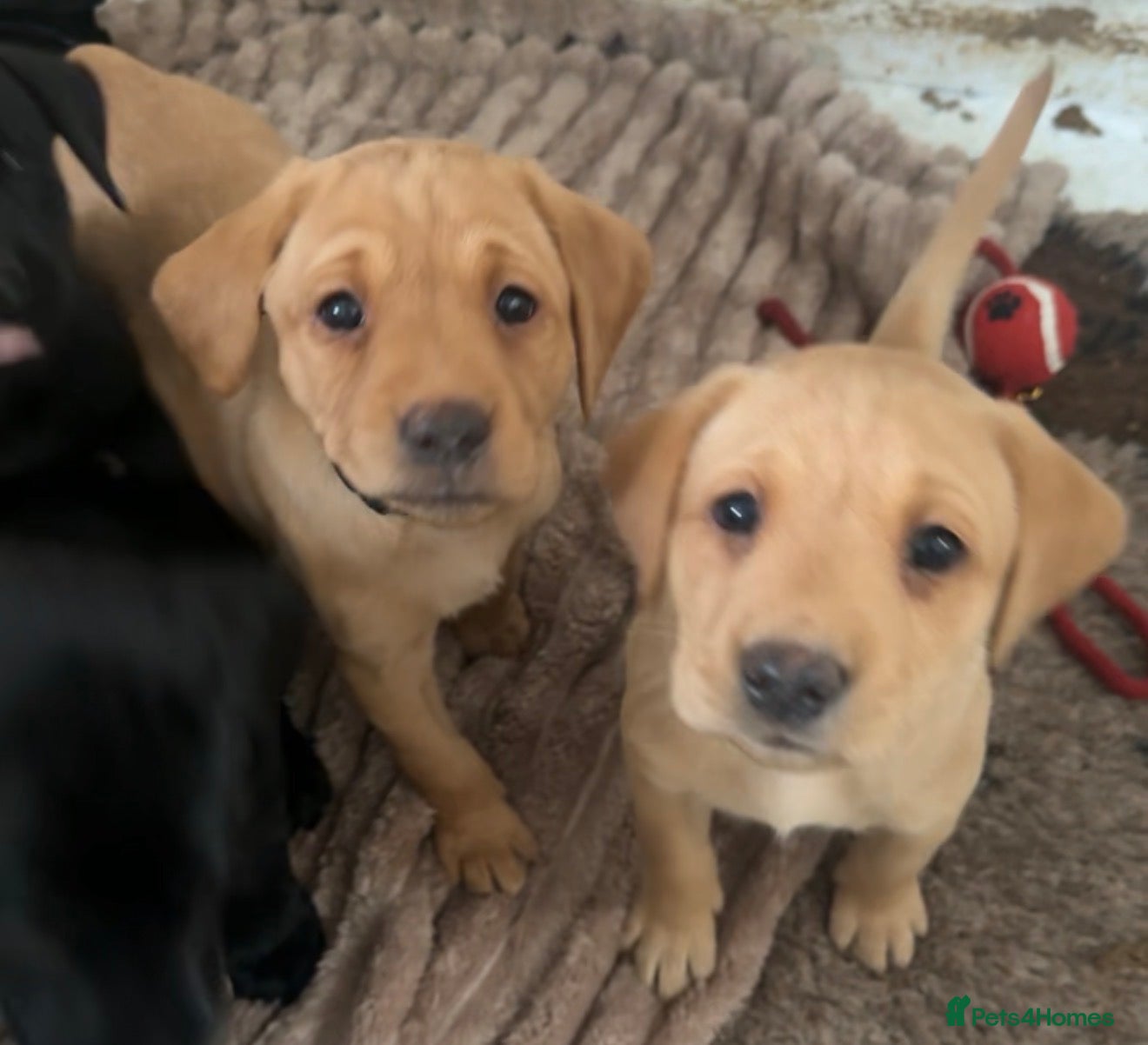 Labrador Retriever dogs Fox red Working labrador puppies for sale - Advert 1