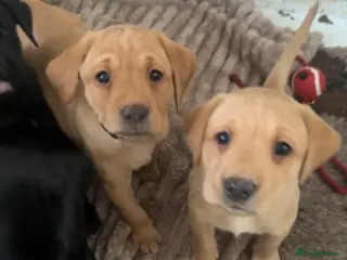 Labrador Retriever dogs Fox red Working labrador puppies for sale - Advert 1